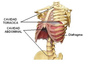 Diafragma Costal