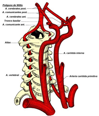 Arterias Carotida y Arteria Vertebral.