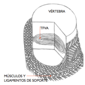 Disco Intervertebral TFVA